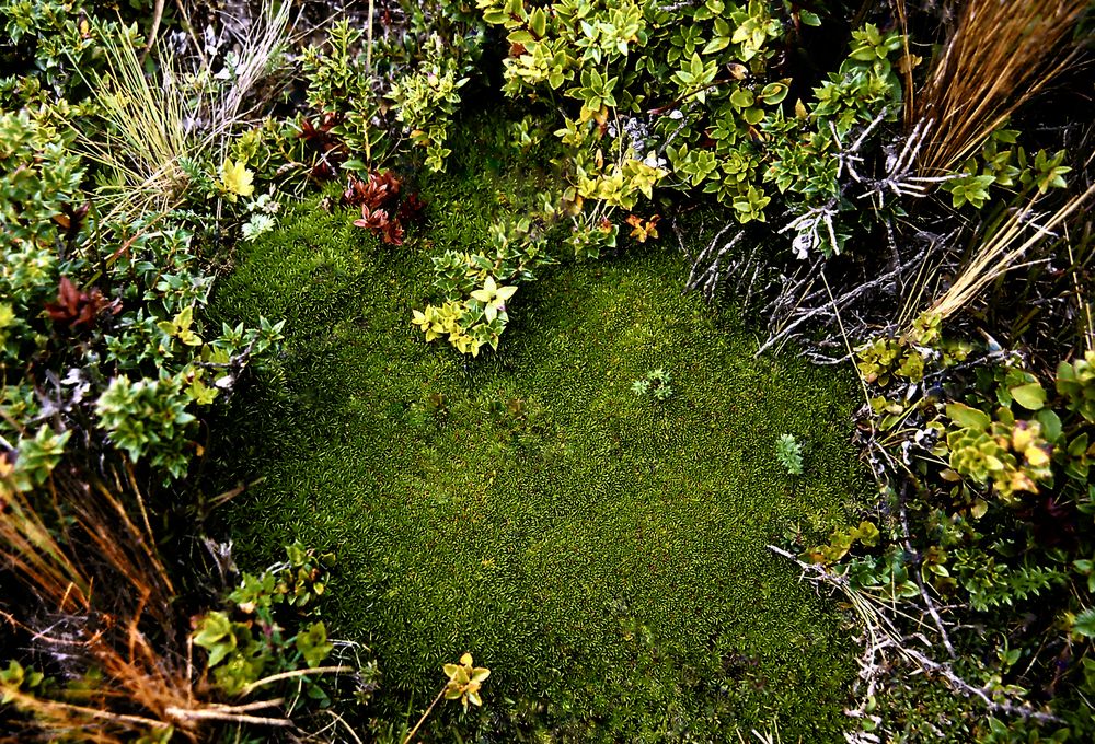 Raue faszinierende Vegetation in Feuerland