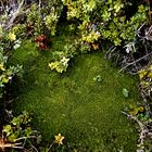 Raue faszinierende Vegetation in Feuerland