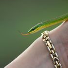 Raue Grasnatter - Rough Green Snake (Opheodrys aestivus)