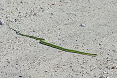 Raue Grasnatter - Rough Green Snake (Opheodrys aestivus)