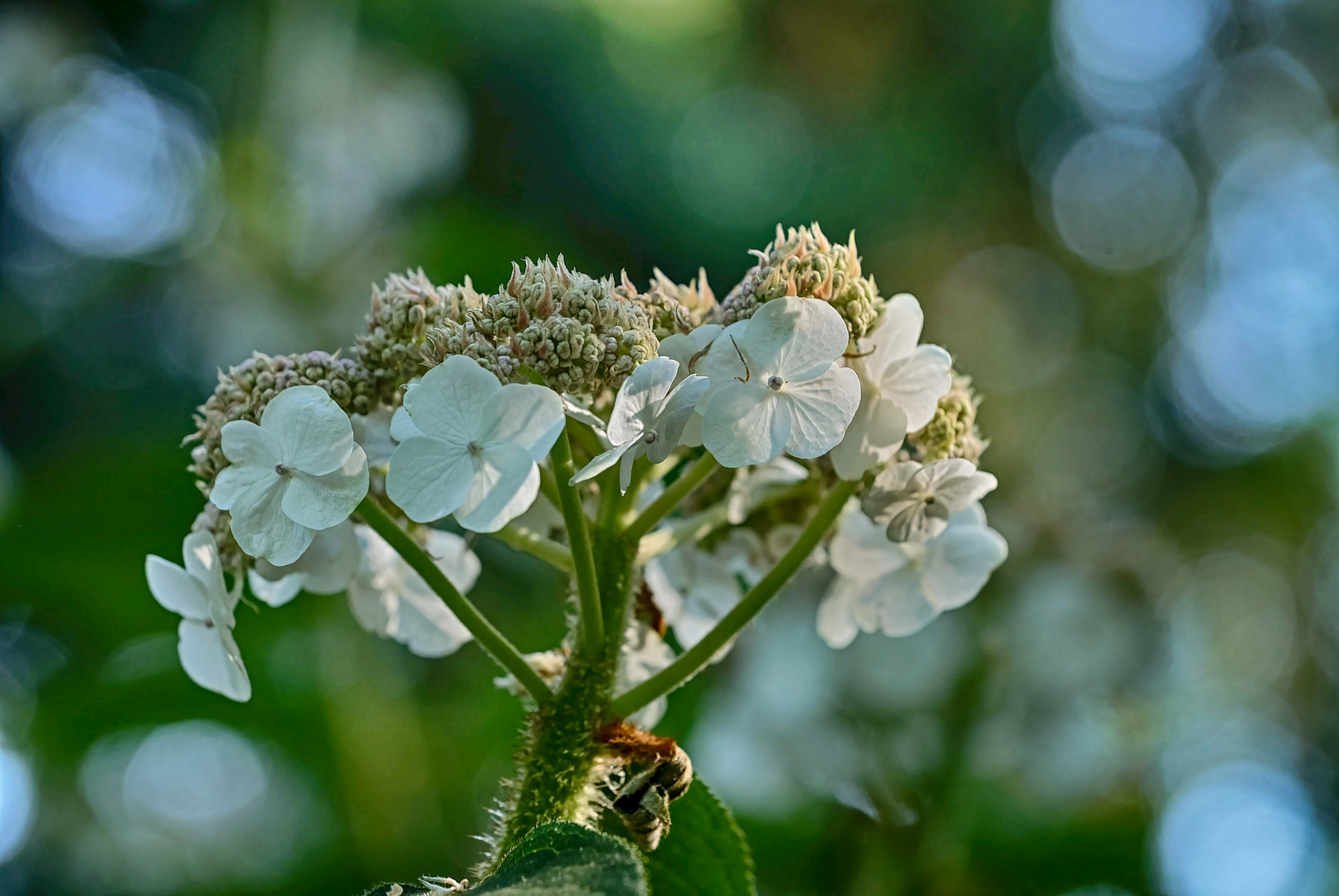 Raue Hortensie