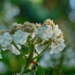 Raue Hortensie