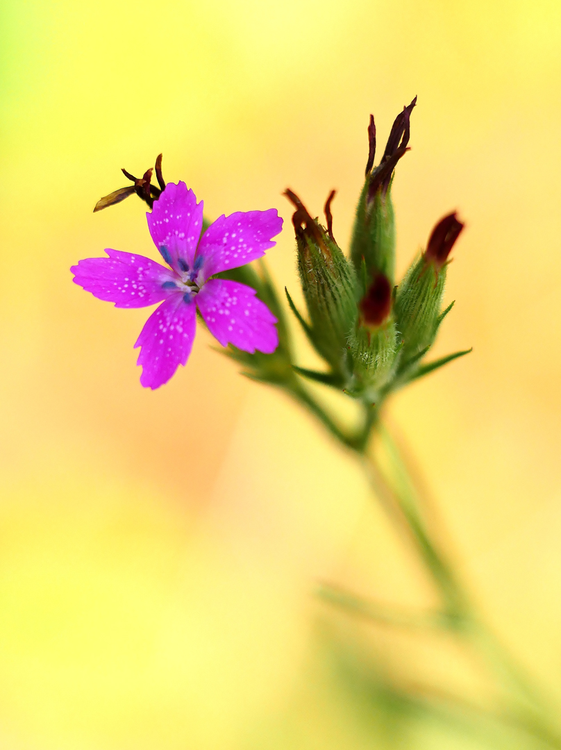 Raue Nelke, Dianthus armeria