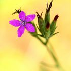 Raue Nelke, Dianthus armeria