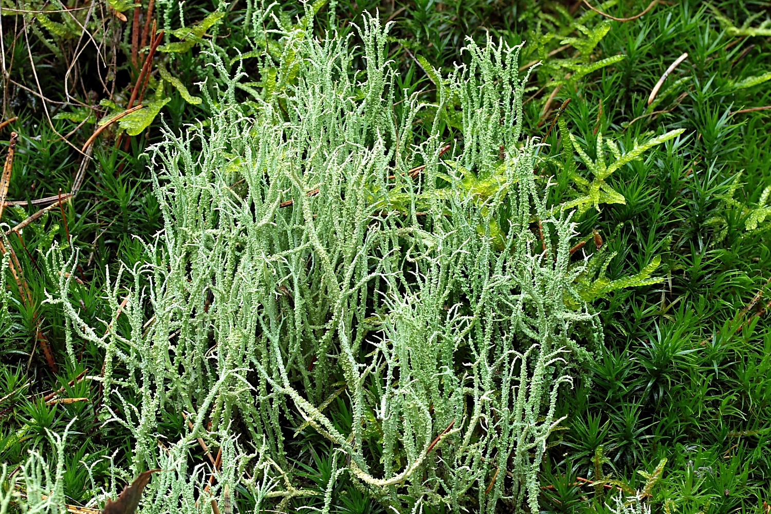 Raue Säulenflechte (Cladonia scabriuscula) vs.Gabel-Säulenflechte (Cladonia furcata)