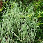 Raue Säulenflechte (Cladonia scabriuscula) vs.Gabel-Säulenflechte (Cladonia furcata)