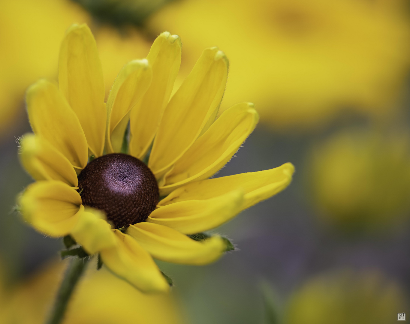 Rauer Sonnenhut - Rudbeckie