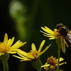 rauf geht es auf die Blüte