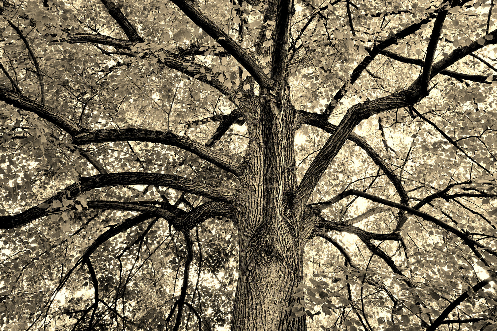 rauf, rauf, rauf Foto & Bild | surreal, bäume, natur Bilder auf ...