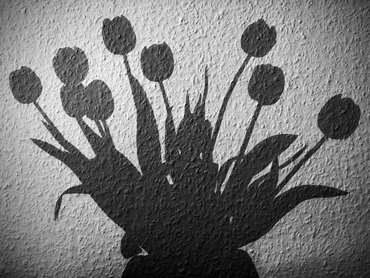 Raufaser-Schatten-Tulpen