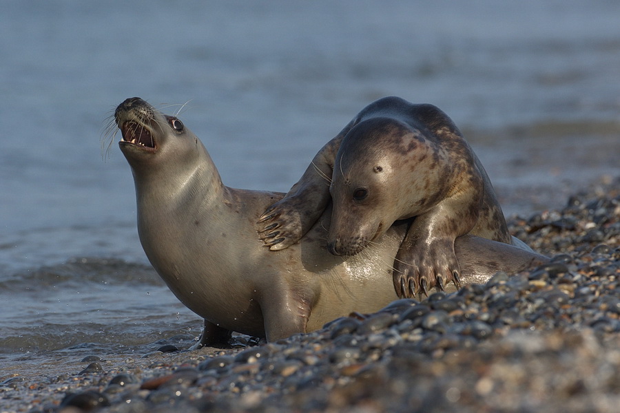 Raufbolde auf Helgoland