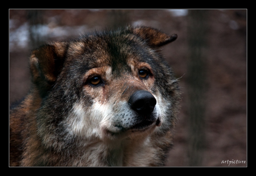 ...raufen gehört auch zum Leben eines Wolf...