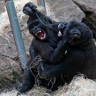 raufende Gorilas