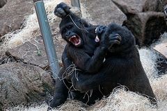 raufende Gorilas