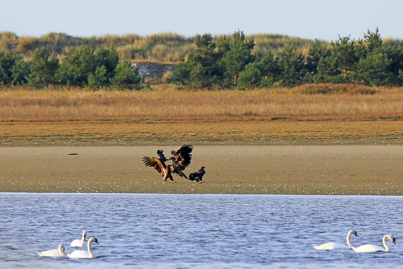 Raufende halbstarke Seeadler