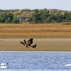 Raufende halbstarke Seeadler