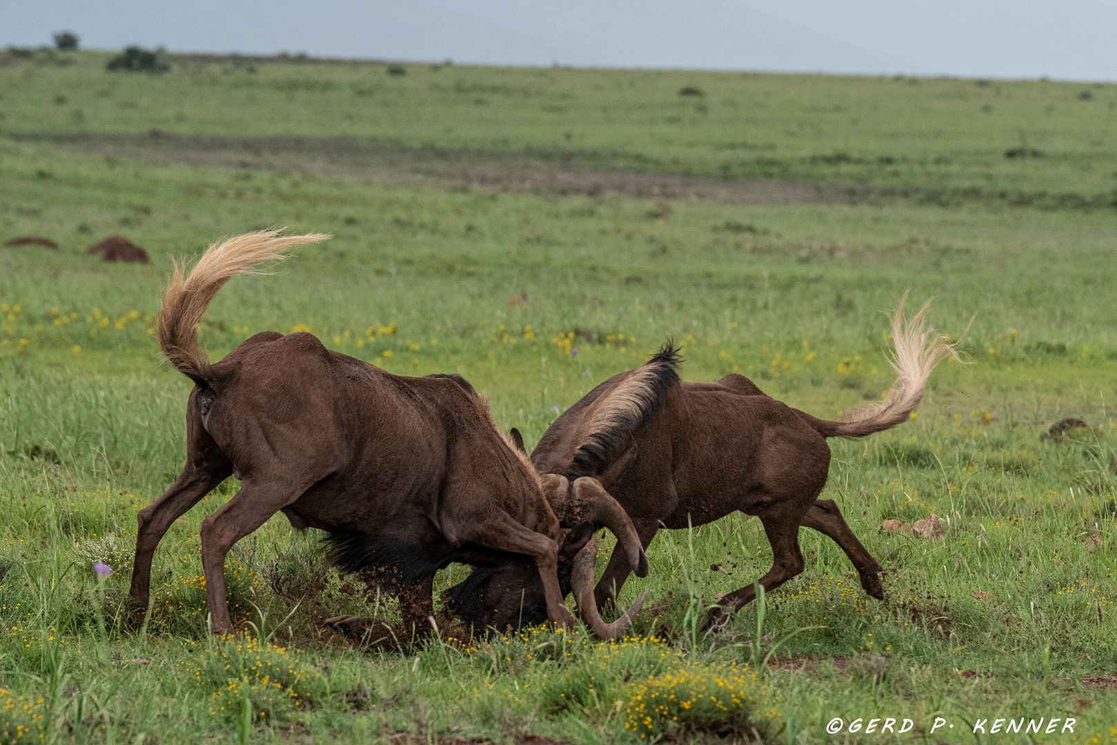 raufende Wildebeest