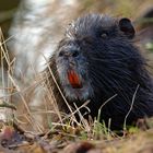 Raufnase... Nutria 