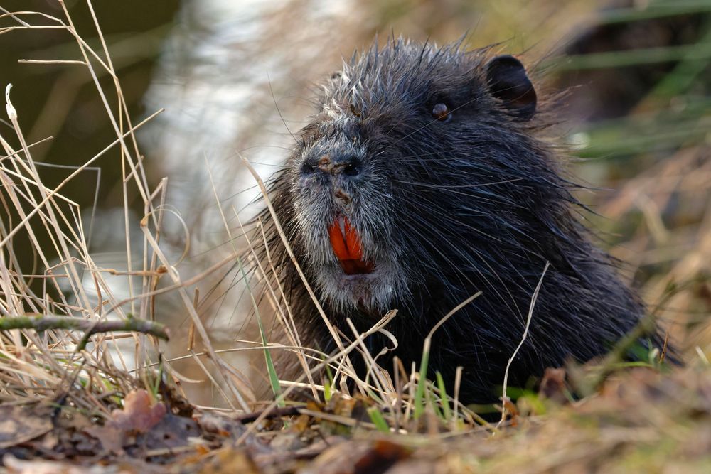 Raufnase... Nutria 