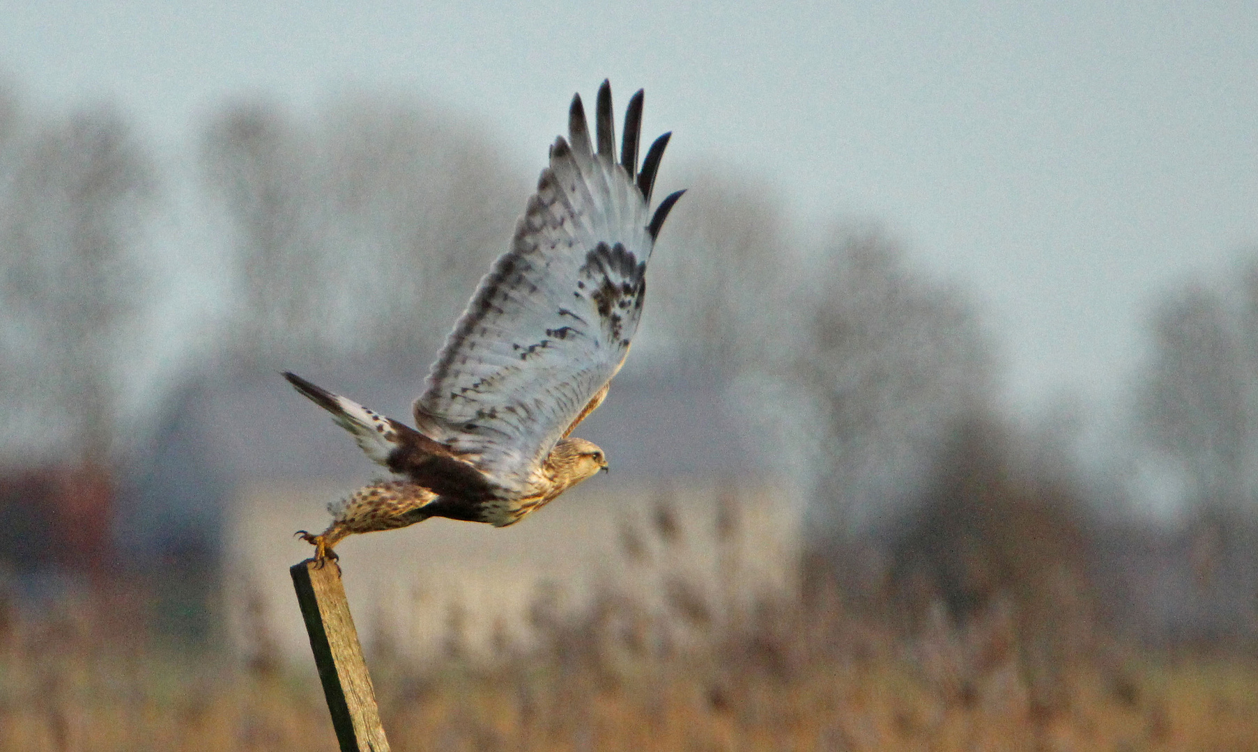 Raufuß, juvenil