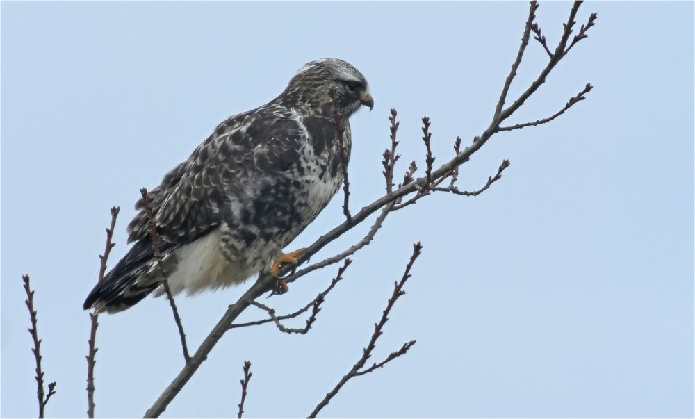 Raufußbussard 