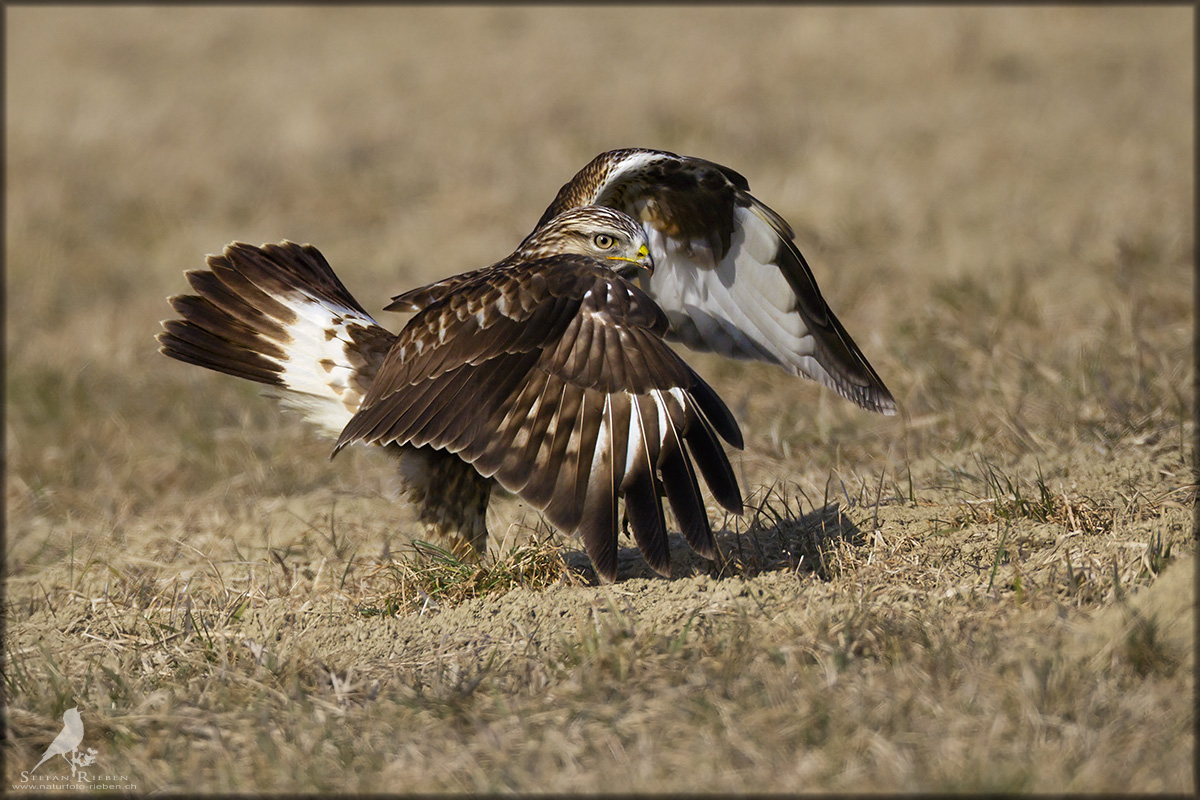 Raufussbussard