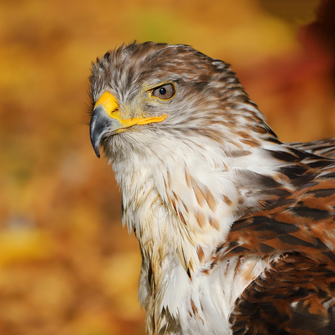 Raufussbussard 2 (Buteo lagopus)