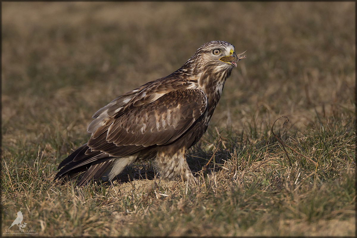 Raufussbussard