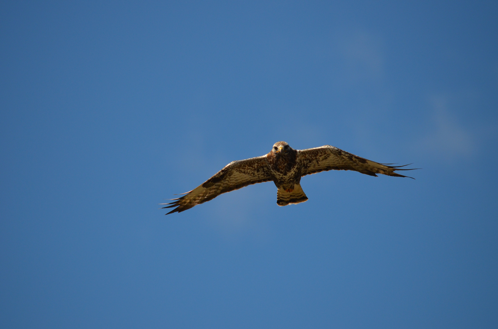 Raufussbussard