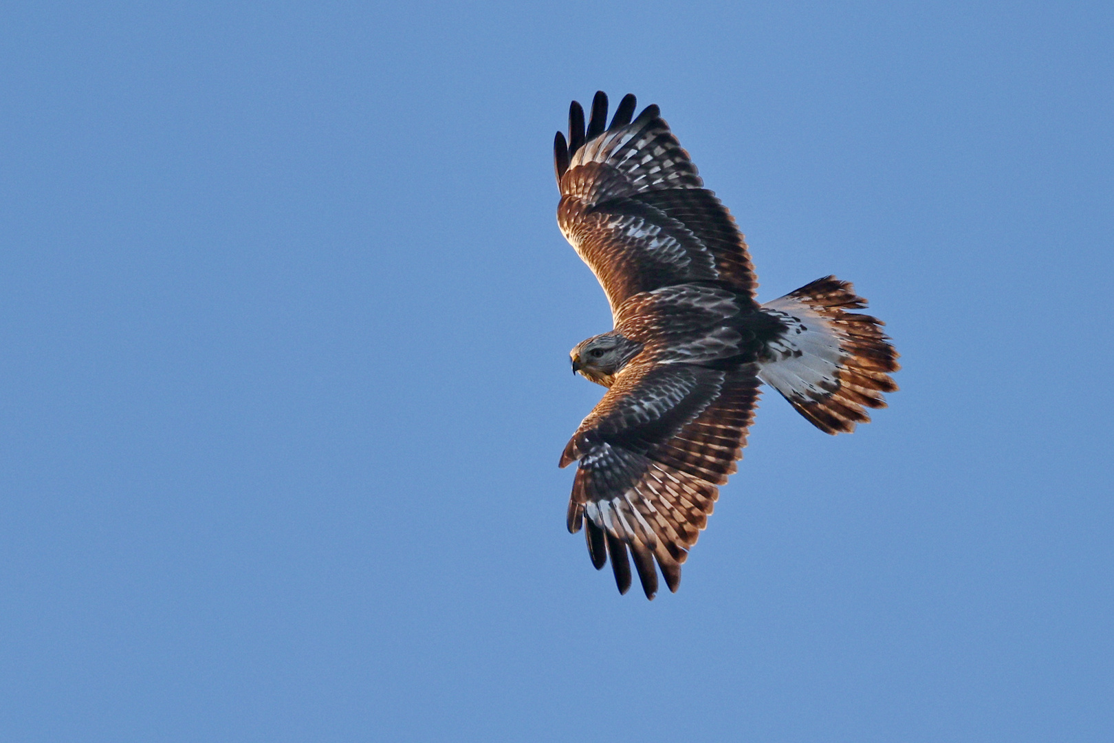 Raufußbussard