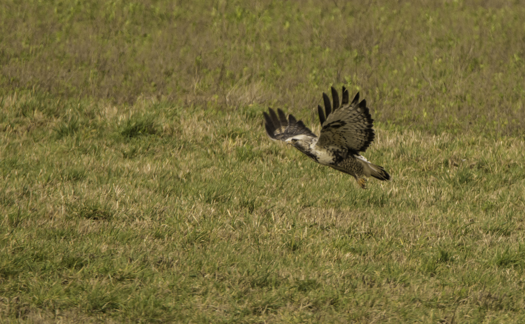 Raufußbussard