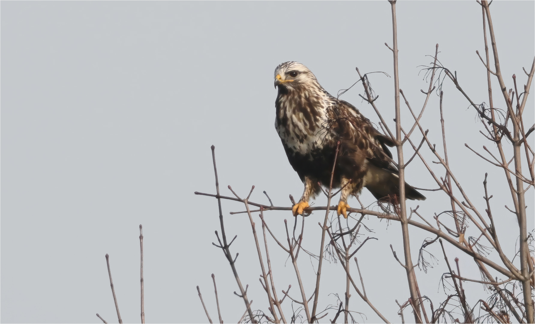 Raufußbussard