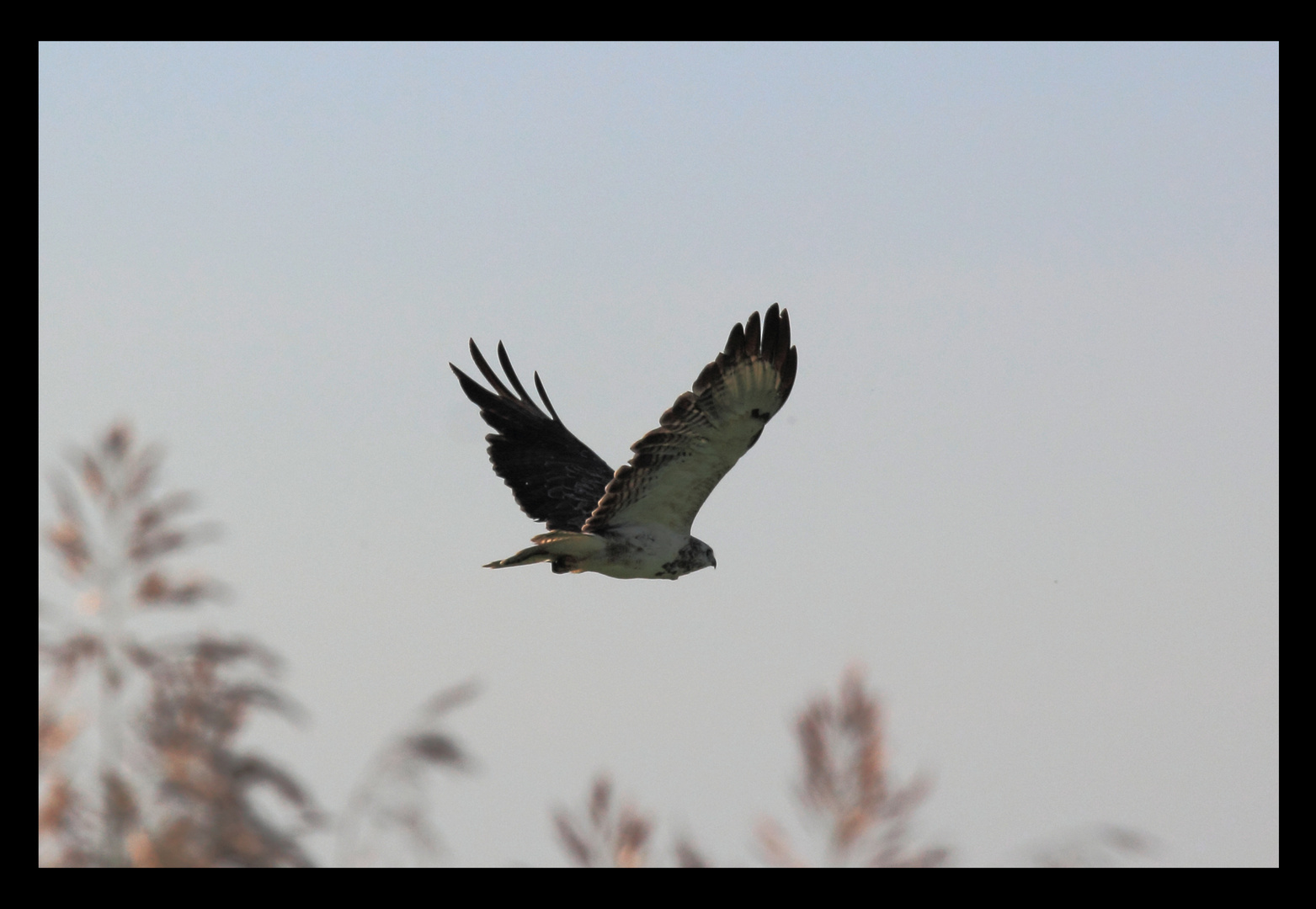 Raufußbussard