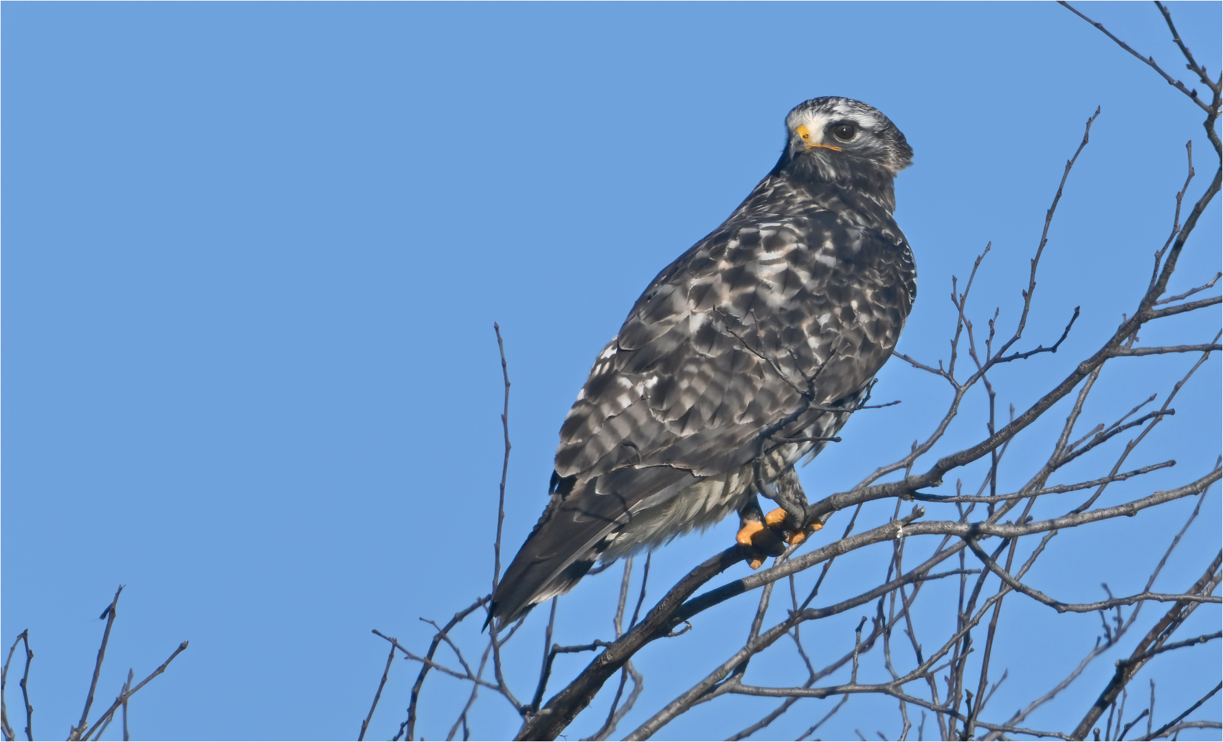 Raufußbussard 