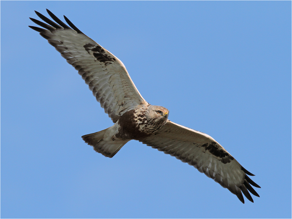 Raufussbussard