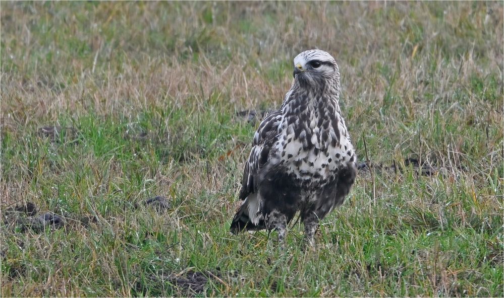 Raufußbussard 