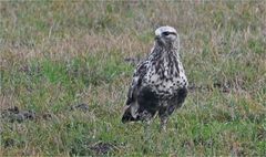 Raufußbussard 