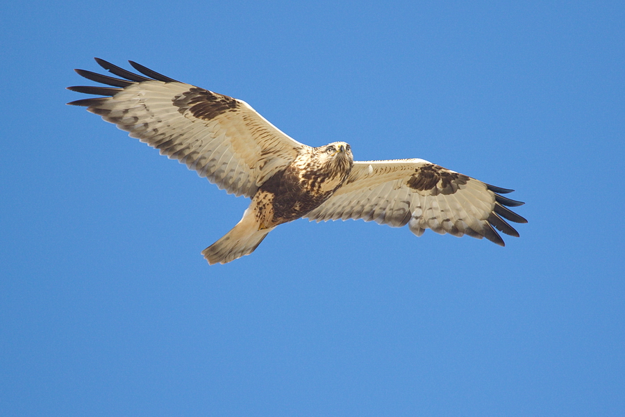 Raufußbussard