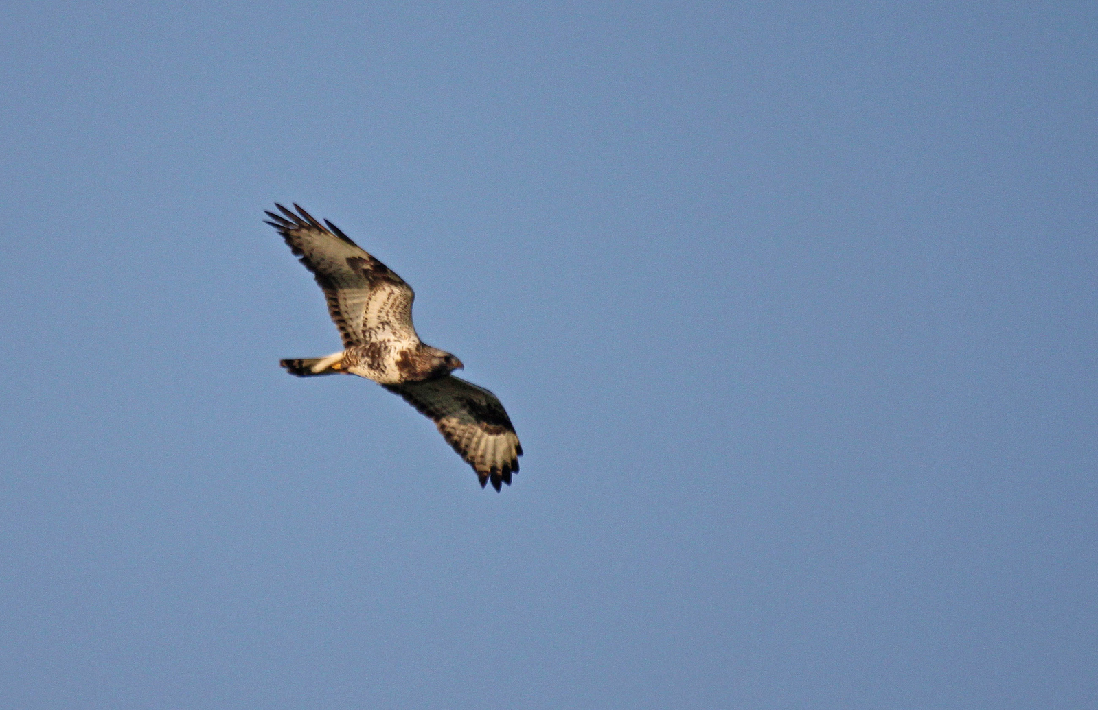 Raufußbussard, adult