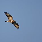 Raufußbussard, adult