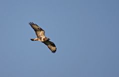 Raufußbussard, adult