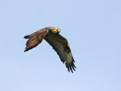 Raufußbussard, adult