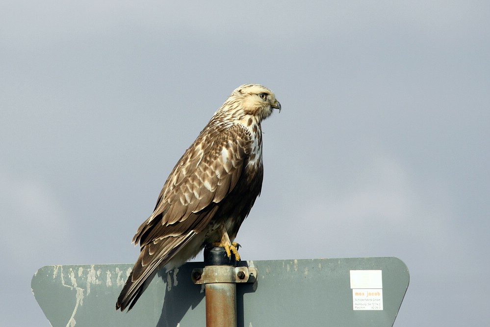 Raufußbussard am Wegesrand