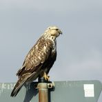 Raufußbussard am Wegesrand