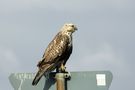 Raufußbussard am Wegesrand von Naturliebhaber 