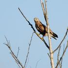 Raufußbussard auf Ansitz