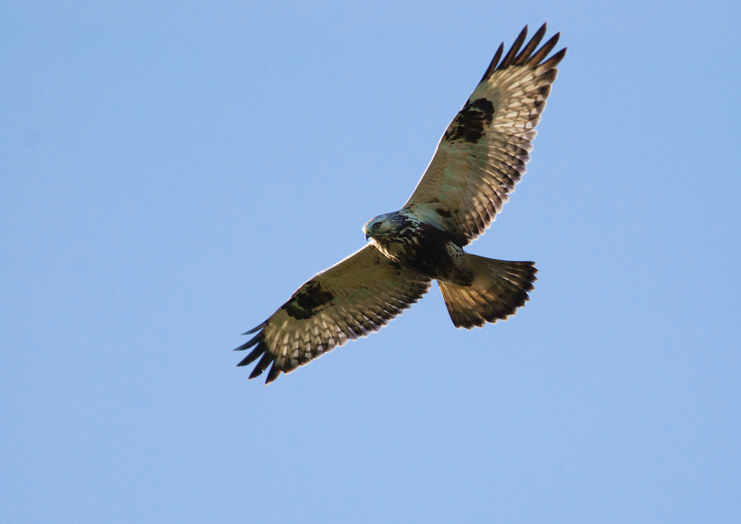 Raufußbussard