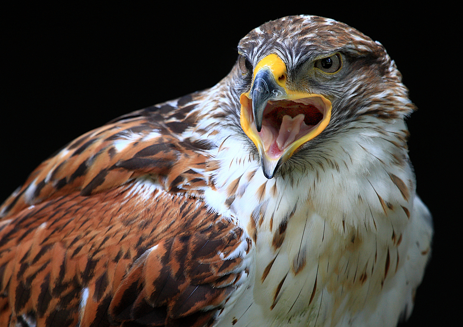 Raufußbussard