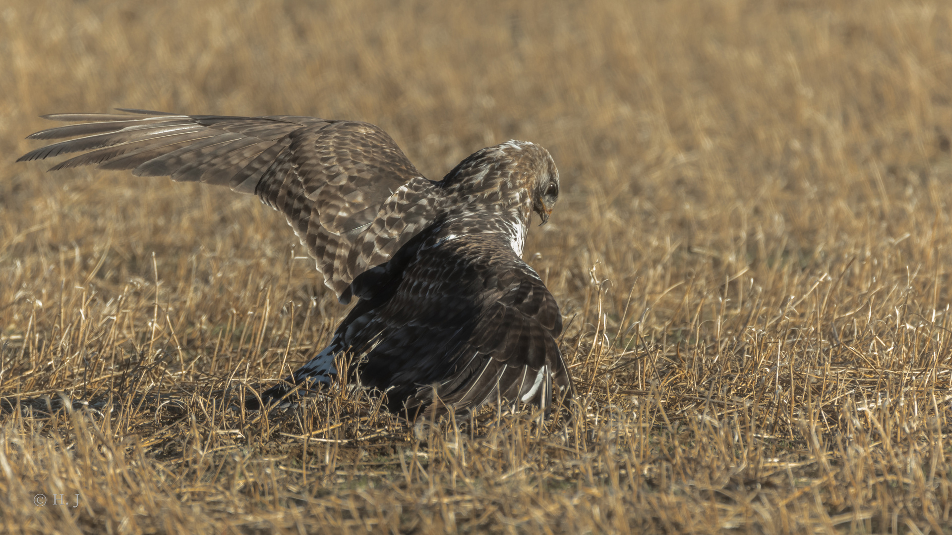 Raufußbussard (Buteo lagopus)