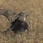 Raufußbussard (Buteo lagopus)